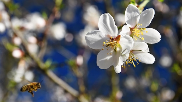 Spring background Beautifully blossoming tree with a bee Flower in nature