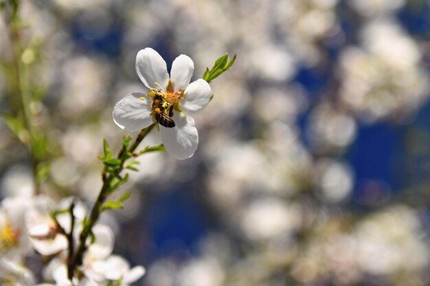 Spring background Beautifully blossoming tree with a bee Flower in nature