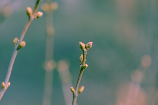 Spring background. Buds on trees in spring. New life concept.