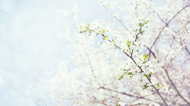 Spring background. Cherry Blossom trees