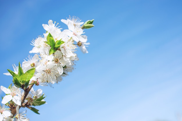 Spring background. Cherry Blossom trees