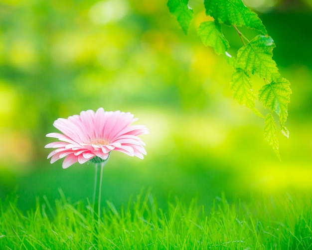 Spring background - flower, grass and green leaves