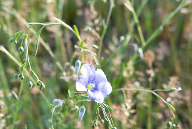 Spring background flowers closeup on a blurry green background with copy space