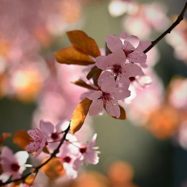 Spring background Pink cherry blossoms on a tree under a blue sky Beautiful Sakura flowers during spring time in the park