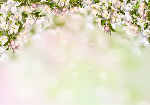 Photo spring background with an apple tree.