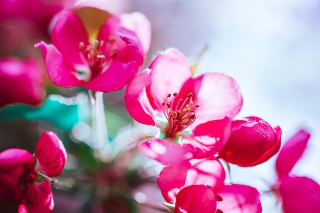 Spring background with blooming bright pink apple tree flowers. Beautiful nature scene with sunlight. Orchard abstract blurred springtime background with copy space. Easter sunny day Moody bold colors