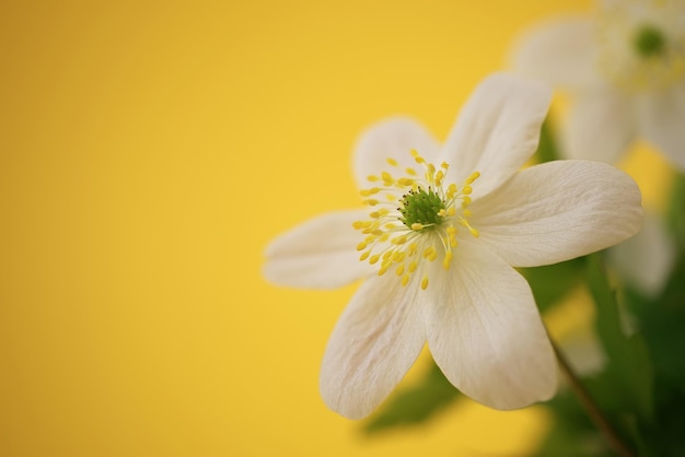 Spring background with blooming bright white flowers with free copy space