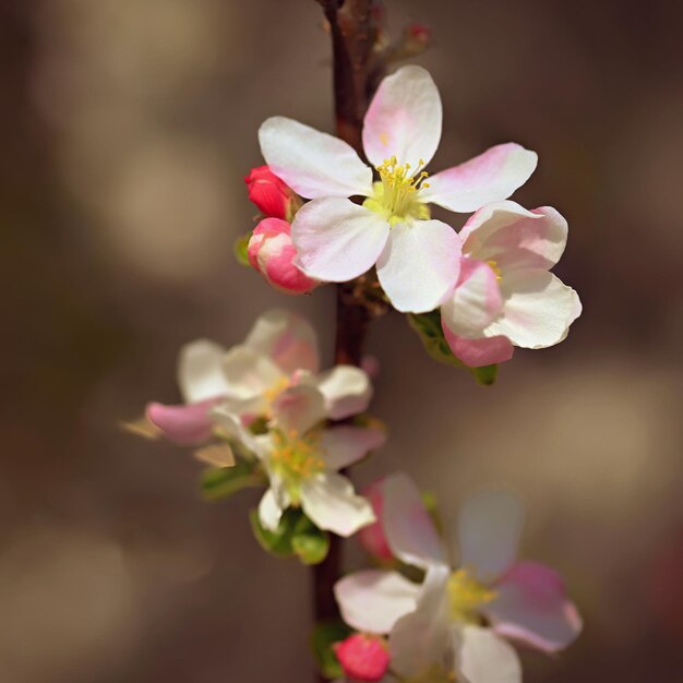 Spring background with blossoming fruit tree Beautiful blooming apple tree in spring time