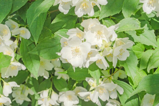 Spring background with bright blooming jasmine flowers