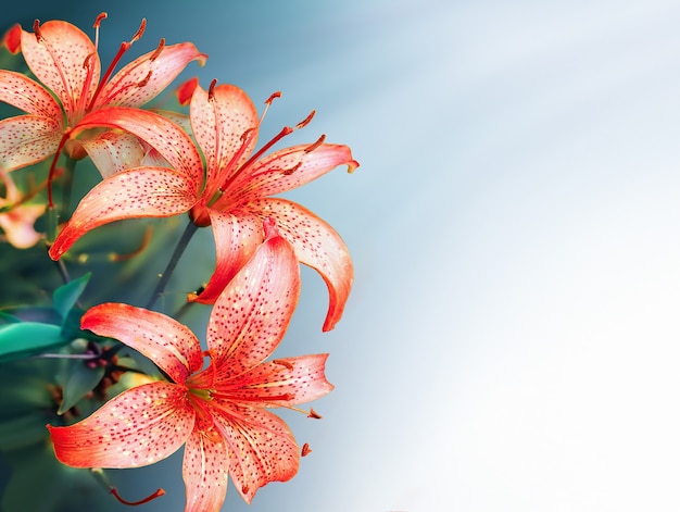 Spring background with bright red lilies