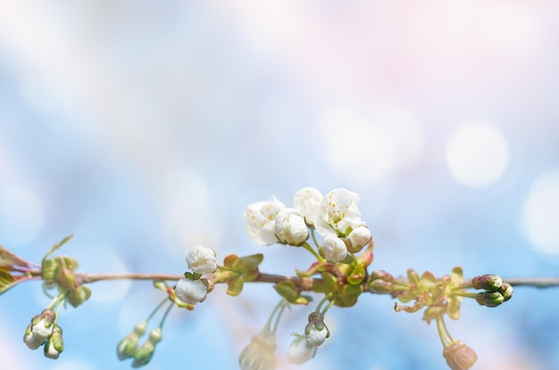 Spring background with cherry tree flowers