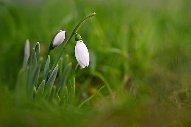 Spring background with flowers The first spring flowers snowdrops Amaryllidaceae Galanthus