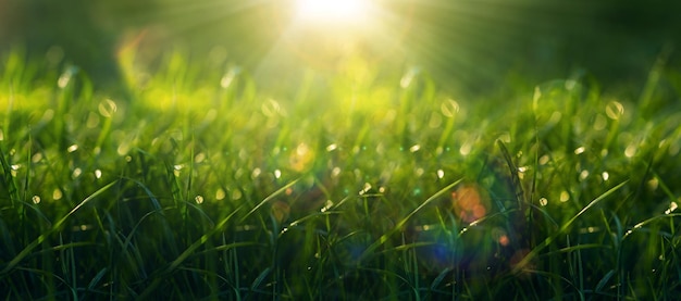 Spring background with green grass on sun rays