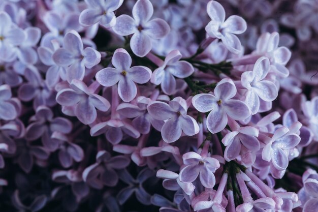 Spring background with lilac flowers