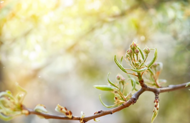 Spring background with pear tree flowers