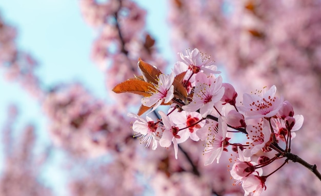 Spring background with pink blossom blooming tree