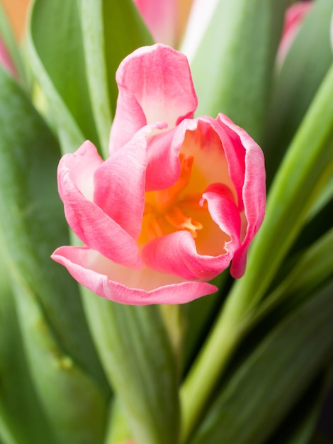 Spring background with pink tulips Congratulation concept