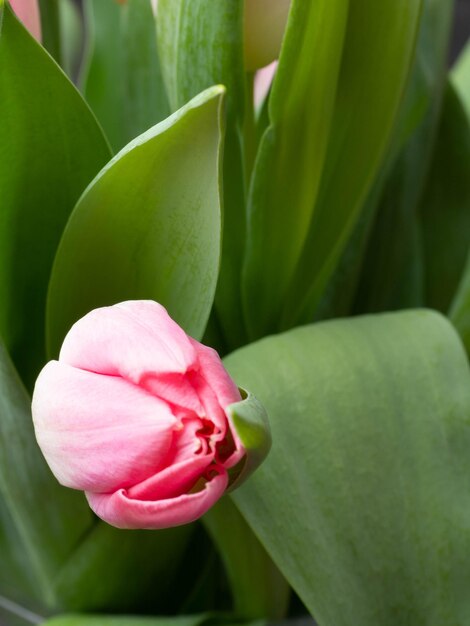 Spring background with pink tulips Congratulation concept