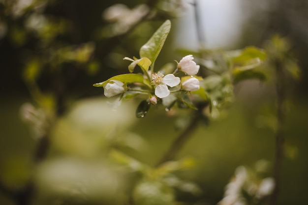 spring background with white flowers and apple leaves Blur spring blossom background