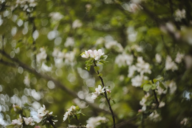 Spring background with white flowers and apple leaves blur spring blossom background