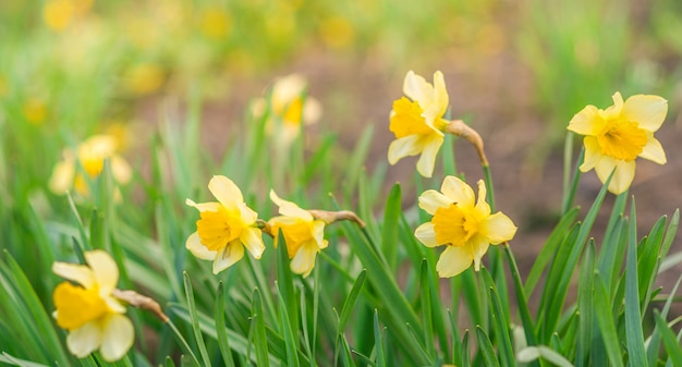 Spring background with yellow flowers. Yellow daffodils in green.