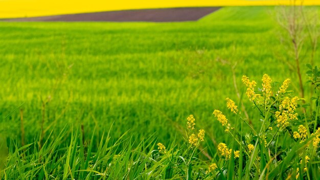 Spring background with yellow wildflowers on a green field background