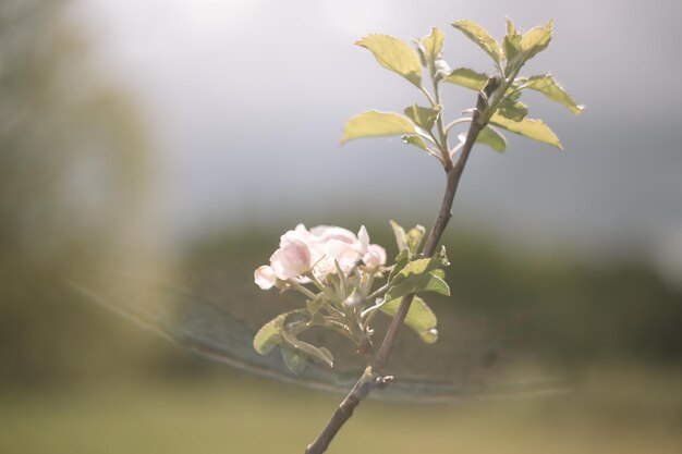 Spring banner branches of blossoming cherry against background of blue sky on nature outdoors Dreamy romantic image spring landscape panorama copy space