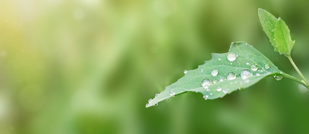 Spring banner with green leaf and water drops