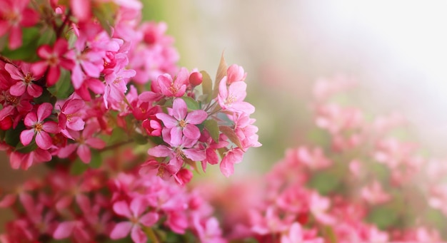 Spring beautiful apple blossom background copy space