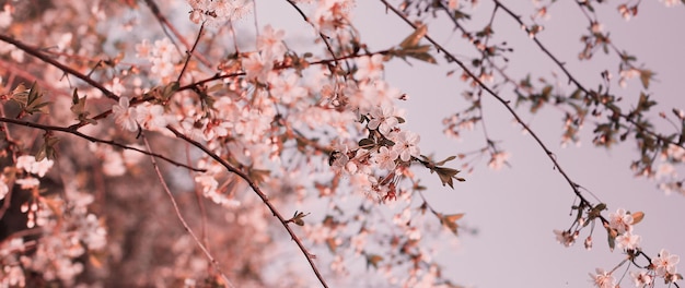 Spring beautiful cherry blossom background