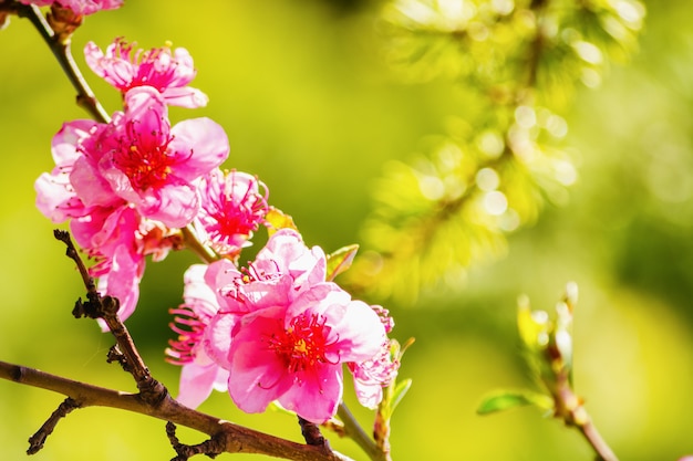 Spring, beautiful pink flowers on tree branches.