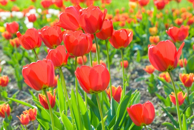 Spring beautiful red tulip flowers