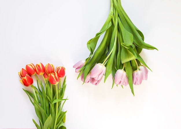 Spring beautiful tulip flowers on soft white background. Mother's day, greeting card festive decorative floral composition.