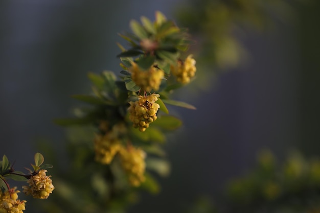 Spring berberis blossom. Yellow flowers