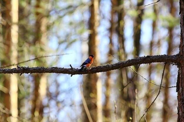 spring bird on a branch, springtime nature, wildlife beauty