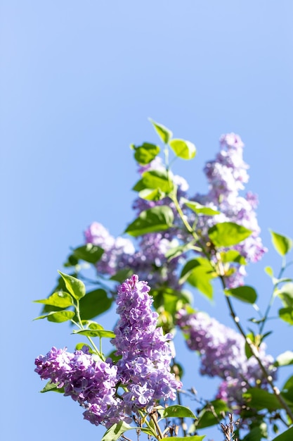 Spring bloom purple lilac branches against blue sky Vertical shot Selective focus Copy space