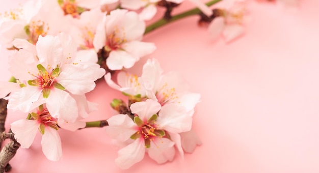 Spring blooming Almond blossoms on pink background copy space