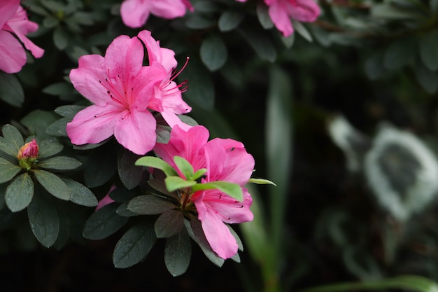 Spring blooming in the botanical garden, the spring flowering of azalia