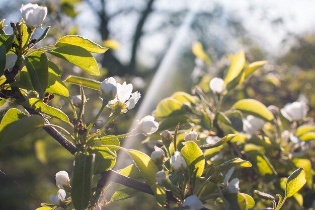 A spring blooming pear branch with white flowers Background with a branch of a flowering tree