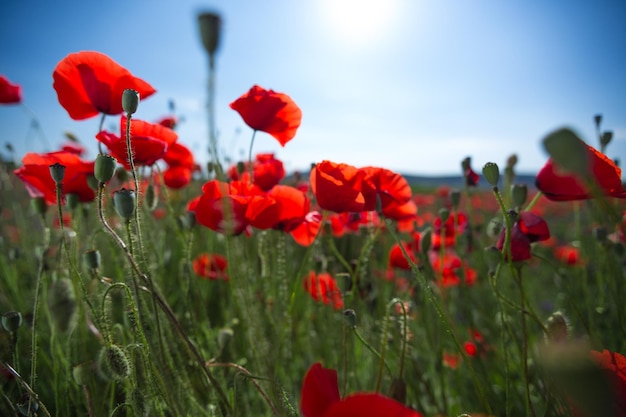 Spring blooming of poppies field