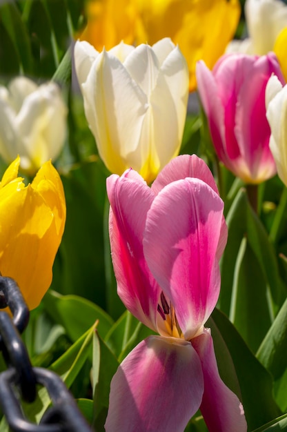 Spring blooming red white and yellow tulips bokeh light background selective focus bright color flow