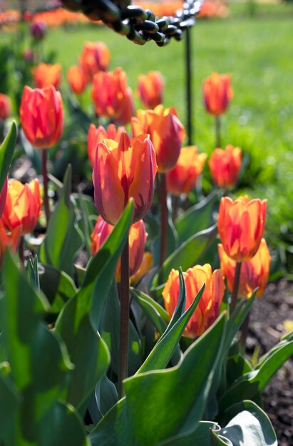 Spring blooming red and yellow tulips bright color spring flowers