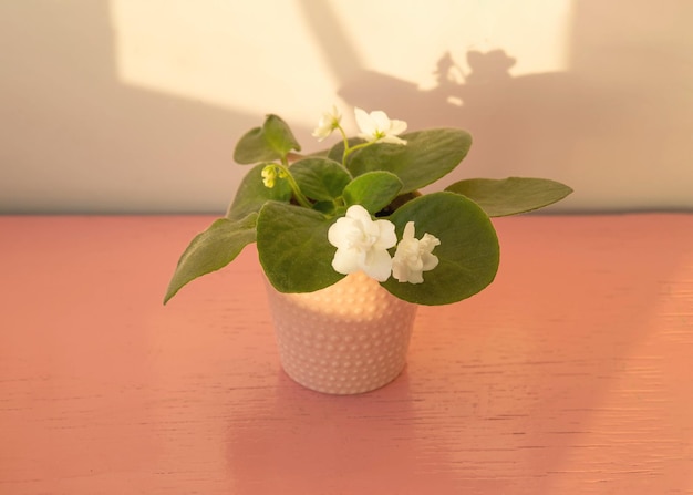 Spring blooming violet in a white potted pot on a gray wooden background