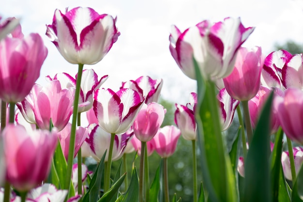 spring blooming white pink and red tulips