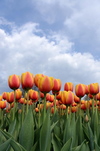 spring blooming yellow pink and red orange tulips with sky as a background