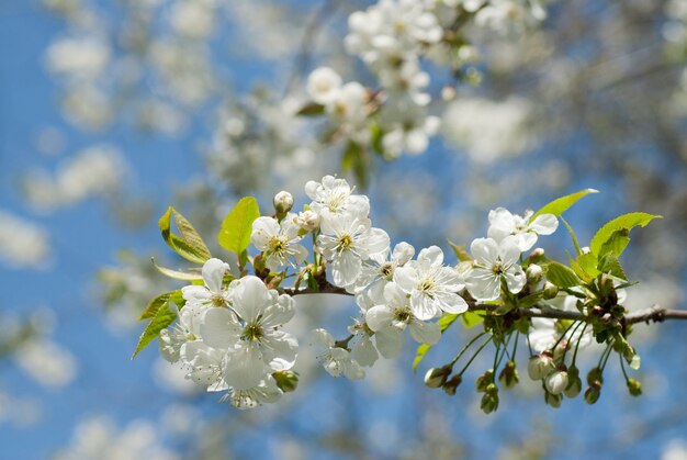 Spring blossom of apple tree against blue sky