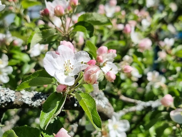 Spring blossom apple trees in flowering fruit orchard at sunny day Idyllic rural scenebranch of apple tree with white pink flowers