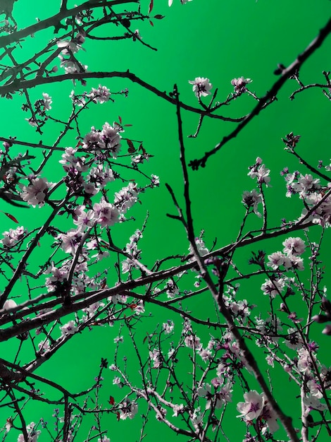 Spring blossom background Beautiful nature scene with blooming tree and sun flare