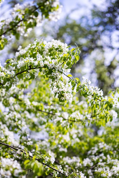 Spring blossom. Blossom tree. Spring print. Apple tree branch. Apple blossom