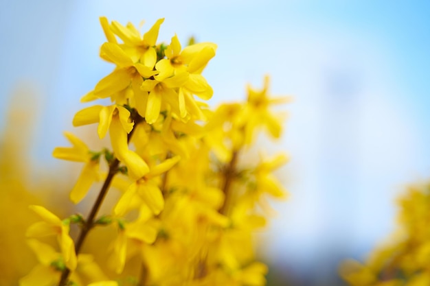 Spring blossom branch of yellow flowers against blue sky